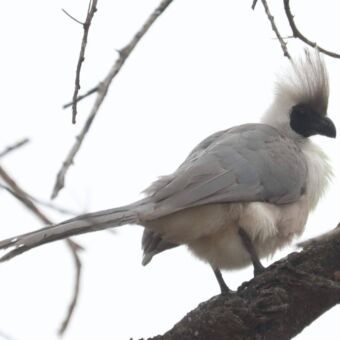 Een Grijze lori (White-bellied Go-away-bird) met een opvallende grijze kuif en een donker gezichtsmasker, zittend op een tak.