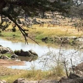 De Ruaha rivier met op de andere oever een groep gazelles die daar grazen