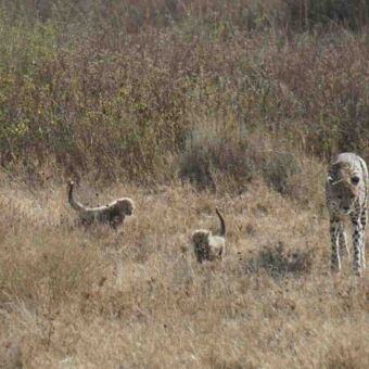 Twee kleine cheeta jongen met hun moeder die lopen op de vlaktes van de Serengeti