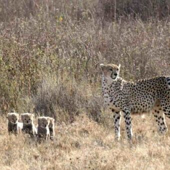 Cheeta met vier pluizige jongen in het droge gras