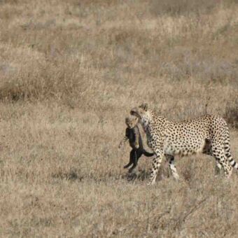 Cheeta die met een jong aan het nekvel heeft en wegloopt op de vlaktes van de Serengeti