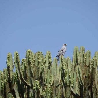 Grijze slangen arend zitten op de toppen van een cactus