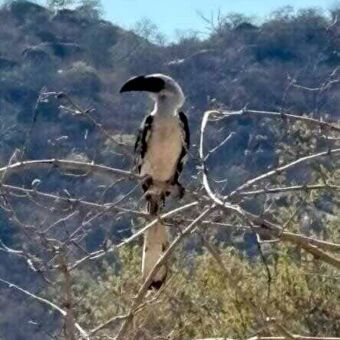 Op een tak een hornbill vogel in Ruaha
