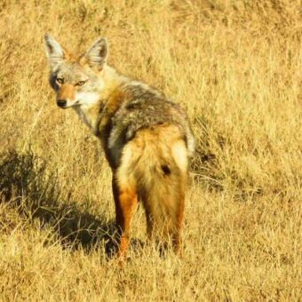 Imn het goudgele gras staat een jakhals die achterom kijkt en je aankijkt