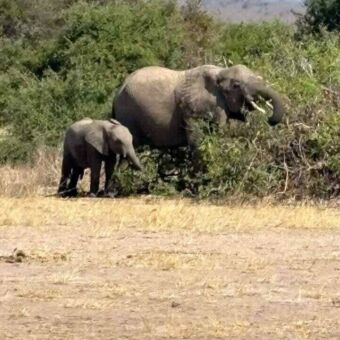 Twee olifanten waarvan een nog heel klein is die eten van de bosjes
