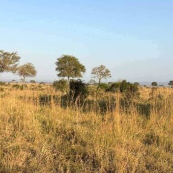 Overzicht van het landschap met goud geel gras en een paar bomen in Mikumi Tanzania