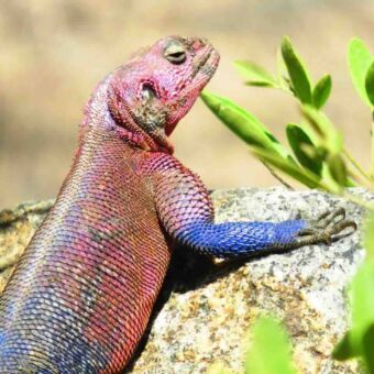 Rood en blauwgekleurde hagedis op een steen