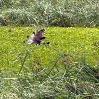 In een poel die overwoekerd is met kroost steekt een kop van een nijlpaard er boven uit met zijn bek helemaal open