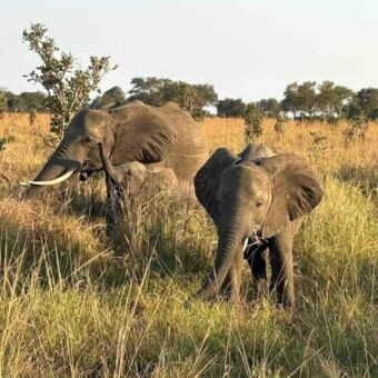 Olifant moeder met jong en oudere olifant foerageren in Mikumi