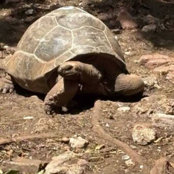Reuzen schildpad op het prisoner Island Zanzibar