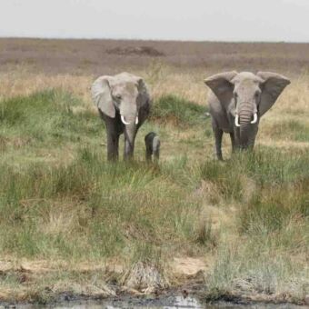 Twee olifanten met een heel klein olifantje er tussen op de groene vlaktes van de Serengeti