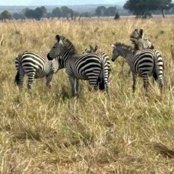 Groepje zebra's die over de vlakte van Mikumi kijken
