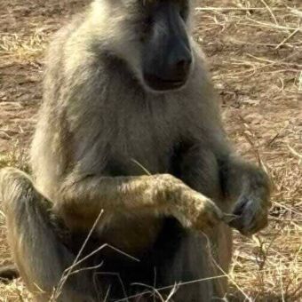 In het gras zit een baboon met in zijn handen een stokje