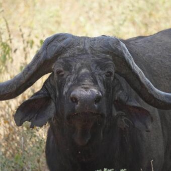 Close-up van de kop van een buffalo die je recht aankijkt