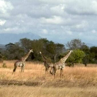 In het gele dorre gras staan een groepje giraffes met daarachter een bos