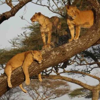 In een boom 3 leeuwen waarvan 1 ligt en twee om zich heen staan te kijken