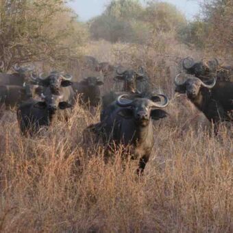 In het hoge gras staat een grote buffels. Ze kijken je allemaal aan
