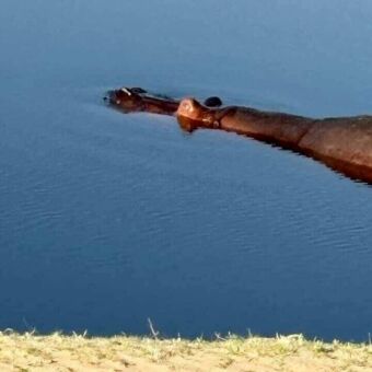 In het blauwe water van de rivier de ogen en neus net boven het water van een nijlpaard
