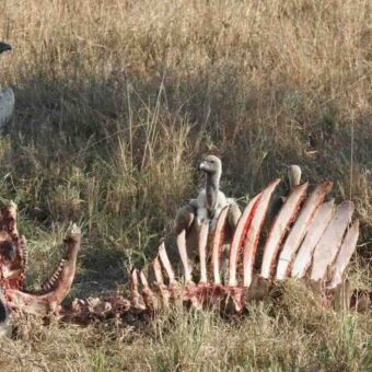karkas met daar omheen aasgieren