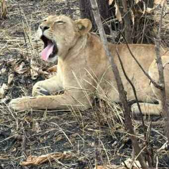 Gapende liggende leeuwin tussen de dorre bosjes
