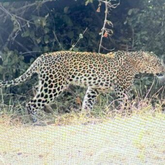 In het hoge gele gras loopt een luipaard