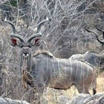 Mannetjes  kudu die tussen het dorre struikgewas en rotsen staat en je aankijkt