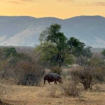 in een landschap met dorre bosjes en heuvels loopt een nijlpaard in Ruaha