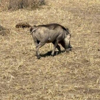 Pumba die vanaf je af loopt in een dor landschap van Mikumi