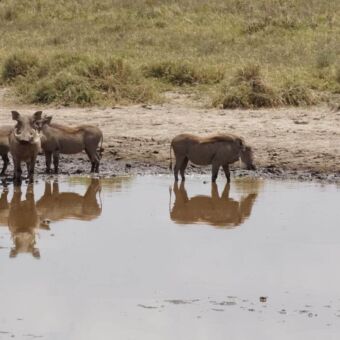waterpoel met aan de oever een groepje pumba's