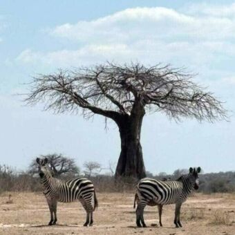Twee zebra's op de voorgrond en daarachter een baobab boom