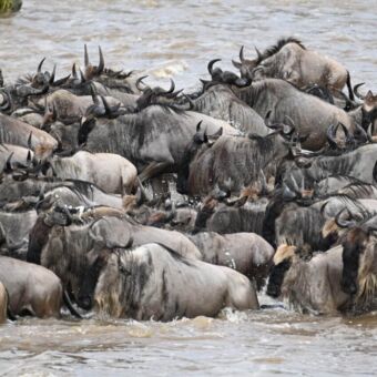Gnoes in de Mara rivier onderweg naar de overkant