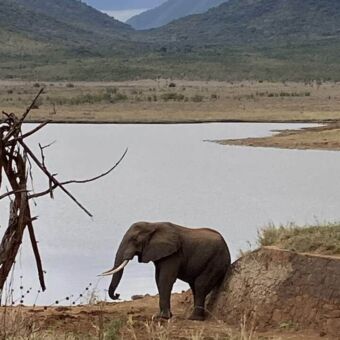 Olifant die zijn achterkant schuurt aan een heuvel staand bij een waterpoel in Mkomazi
