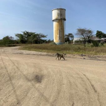 baboon die over een zandvlakte loopt met daarachter een watertoren