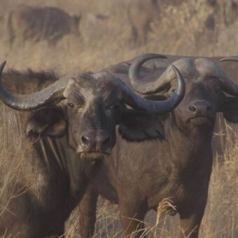 Twee buffels die je recht aankijken met daarachter de rest van de kudde in een omgeving van goudgeel gras