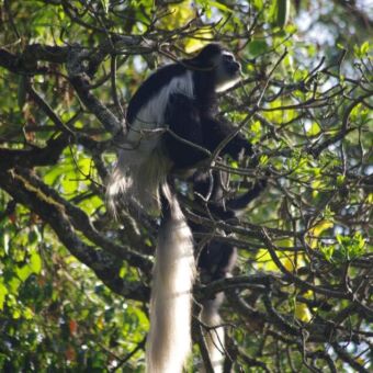 Grote groene boom met op een tak een Colobus aap. Zijn grote wit staart hangt naar beneden