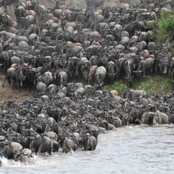 grote groep gnoes die de Mara rivier oversteken naar de Serengeti