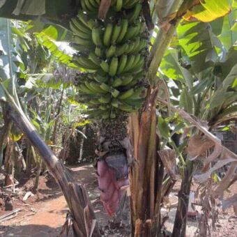 babaneboom met grote tros groene bananen