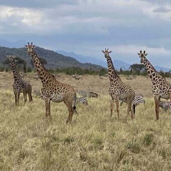 Grote groep giraffes en zebra's in Mkomazi national park Tanzania