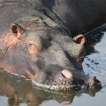 Hoofd en schouders van een nijlpaard met de ogen dicht in een poel