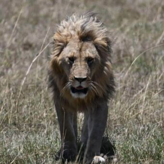 Mannetjes leeuw met grote manen die naar je toeloopt door het gras