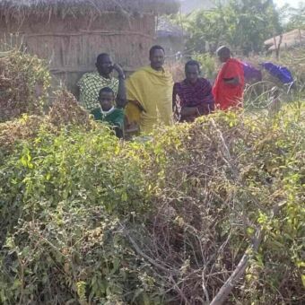 Masai mannen die je aankijken vanachter hun omheining bij een boma