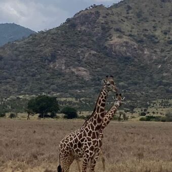 Twee giraffes die je aankijken met daarachter bergen in Mkomazi national park Tanzania