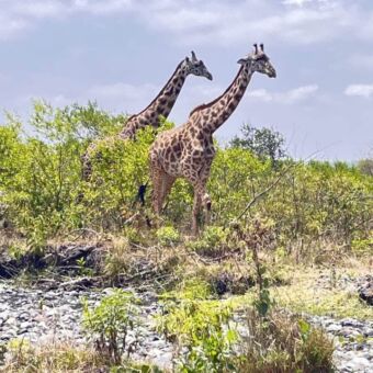 Twee giraffes die tussen de bosjes lopen