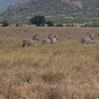 goudgeel gras waarin verderop een groepje zebra's staan met daarachter de bergen van Mkomazi