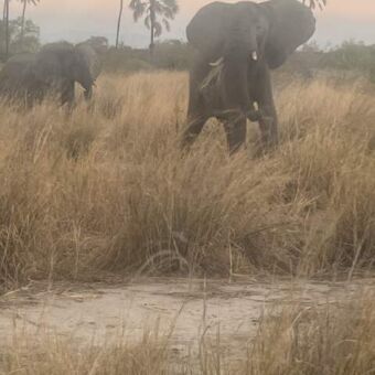 Boze olifant die naar je toekomt in een landschap met nog geel gras in Mkomazi national Park