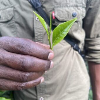 De eerste blaadjes van een thee struik