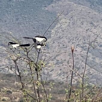 Drie Fiscal vogels in de top van de boom