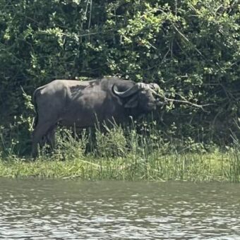 buffels aan de kant van het water