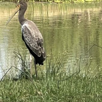 grote bruine vogel staand aan de rand van de waterkant