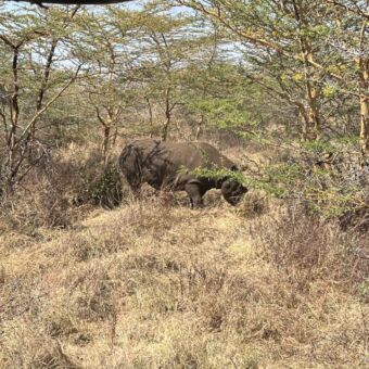 In het hoge gele gas en neushoorn